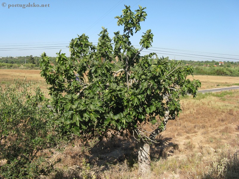 http://www.portugalsko.net/fotky/kytky-fikovnik-5306.jpg http://www.portugalsko.net/fotky/kytky-fikovnik-5306.jpg
