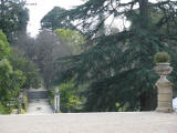 coimbra botanicka cedr 1260